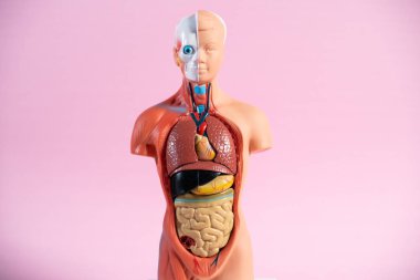 Anatomical mannequin for teaching human organs