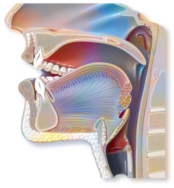 Positioning of the organs of the mouth to pronounce an 'A' in phonation.