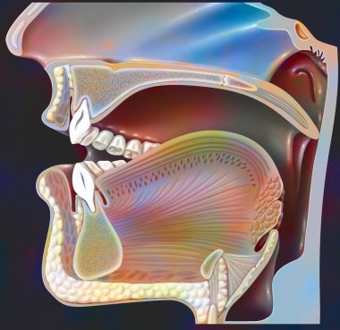 Position of the mouth for the pronunciation of the 'A' in phonation.
