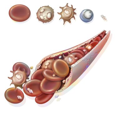 Composition of the blood (blood capillary): red blood cells, white blood cells. . clipart