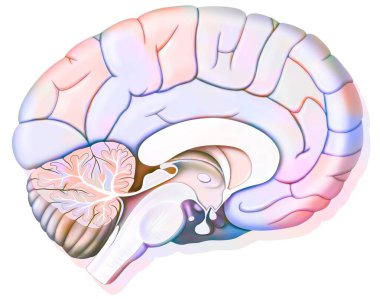 Mid sagittal section of the human brain showing the hypothalamus. .