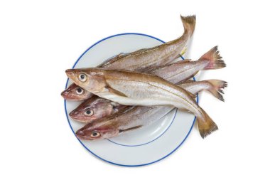 Whiting or merling is an important food fish in the eastern North Atlantic
