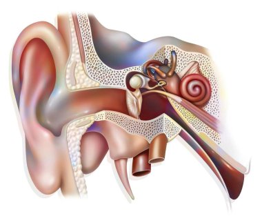 Anatomy of the inner ear showing the eardrum, the cochlea. .