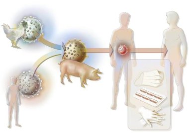 The suspected origin of swine flu or influenza A.