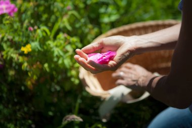 Harvest of Provins rose with soothing properties for digestive and throat ailments.
