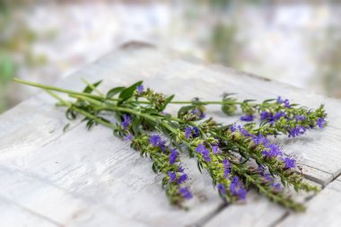 Hyssopus officinalis or hyssop white wood over white greeny old wall background.