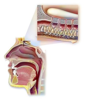 Smell: nose and nasopharynx and zoom on the organ of olfaction.