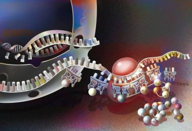 Transcription of DNA into messenger RNA and its translation.