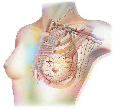 Lymphatic system of the breast with lymph nodes and vessels. clipart