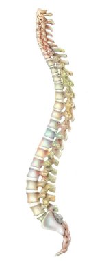 Spine made up of vertebrae (cervical, thoracic, lumbar), sacrum and coccyx.