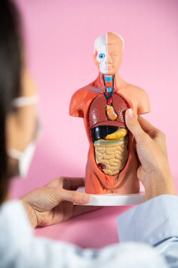 Anatomical mannequin for teaching human organs