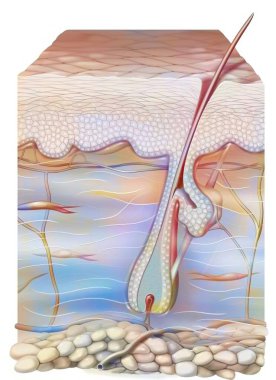 Cut of skin with hair (integument), epidermis, sebaceous gland. .