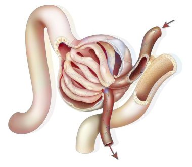 Anatomy of a renal glomerulus with afferent and efferent glomerular arteriole. clipart