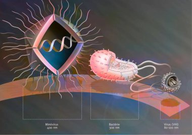 Comparison of the size of Mimivirus with bacteria and virus.