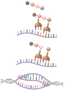 Peptide synthesis: synthesis by ribosomes of amino acids from messenger RNA.