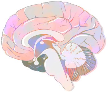 Sagittal section of the brain with meninges and cerebrospinal fluid. .