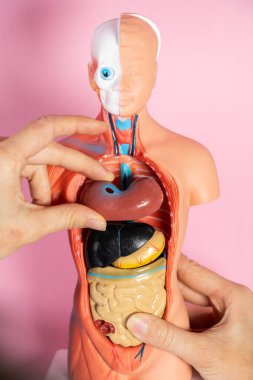 Anatomical mannequin for teaching human organs