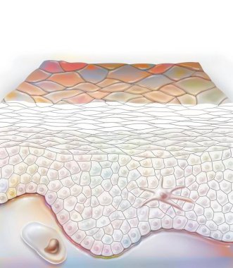 Section of skin with the layers of the epidermis.