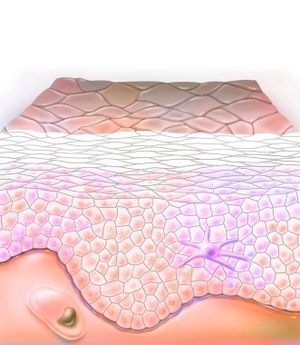 Section of skin with the layers of the epidermis.