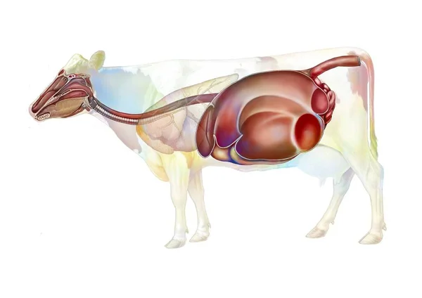 Anatomy Digestive System Cow — Foto Stock