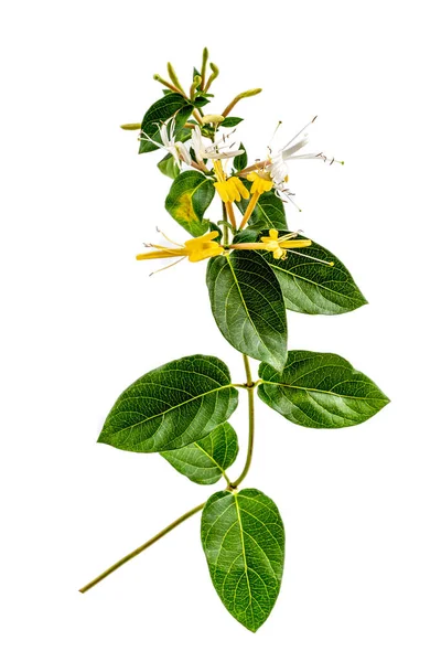 Blooming Honeysuckle Lonicera Periclymenum Branch White Background — Foto Stock