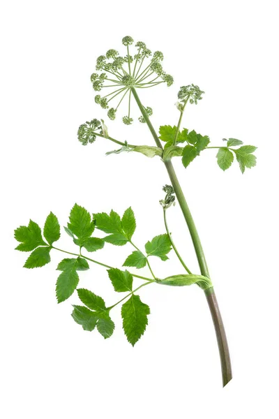 Angelica Archangelica Isolated White Background — Fotografia de Stock