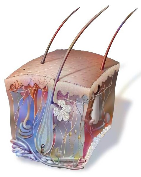 Секция кожи с волосами и всеми типами сенсорных рецепторов.