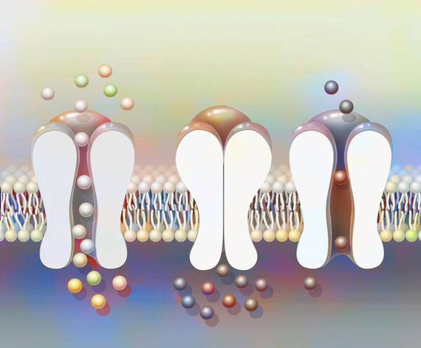 Depolarization: phospholipid membrane with NA + and K + ion channels.