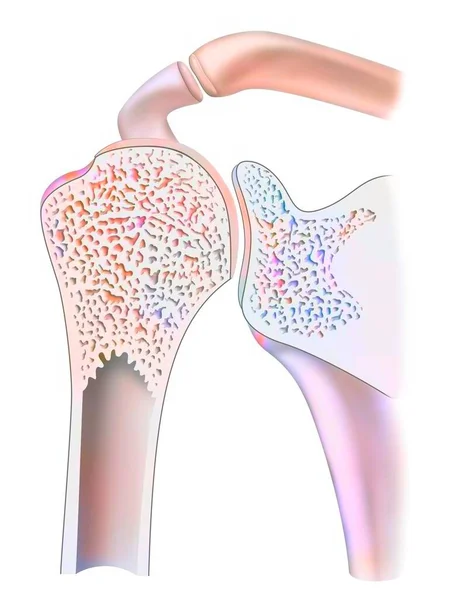 Mid Sagittal Section Healthy Shoulder Joint — 图库照片