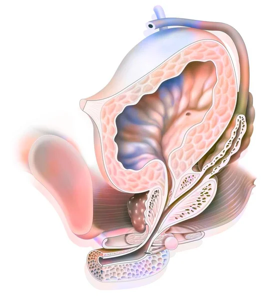 Anatomy Male Urogenital System Ureter Bladder — Zdjęcie stockowe