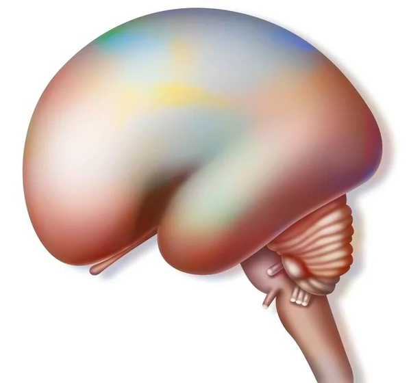 Week Fetus Brain White Background — 스톡 사진