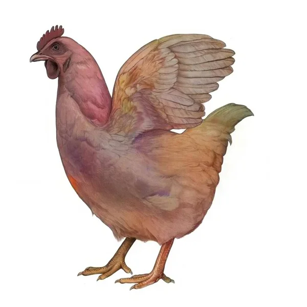 Representation Domestic Hen White Background — 图库照片