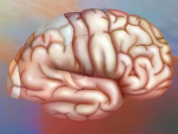 Areas Brain Right Hemisphere Cortex Visual Parietal Sensory Motor Premotor — Stock Photo, Image