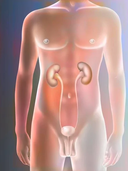 Male Urinary System Kidneys Ureters Bladder Urethra — Stock Photo, Image