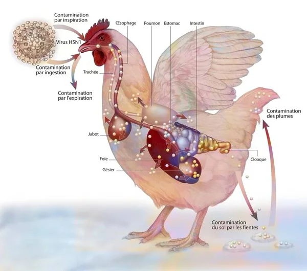 Representation Contamination Hen H5N1 Virus —  Fotos de Stock