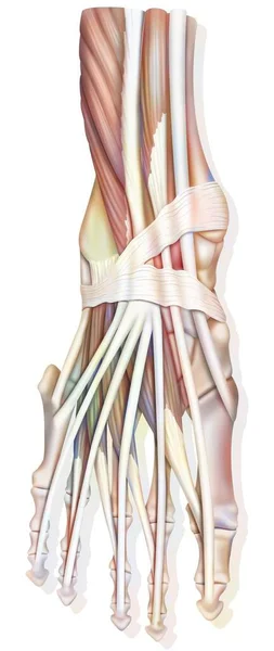 Ankle Joint Anatomy Muscles Tendons — Zdjęcie stockowe