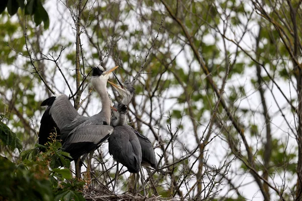 Gray Herons Park Paris Ile France France — Foto Stock