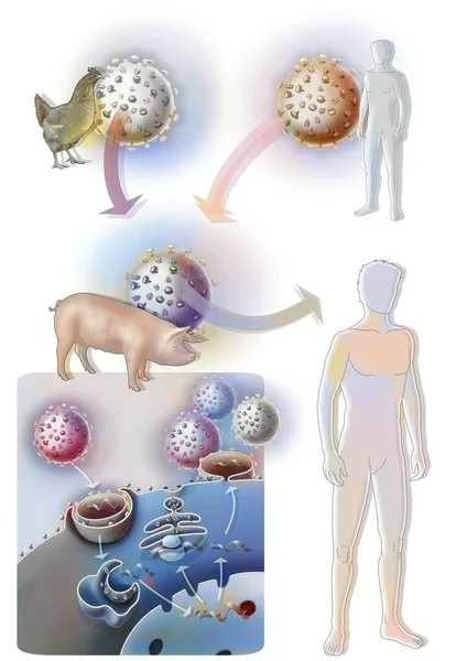 Suspected Origin Swine Flu Influenza —  Fotos de Stock