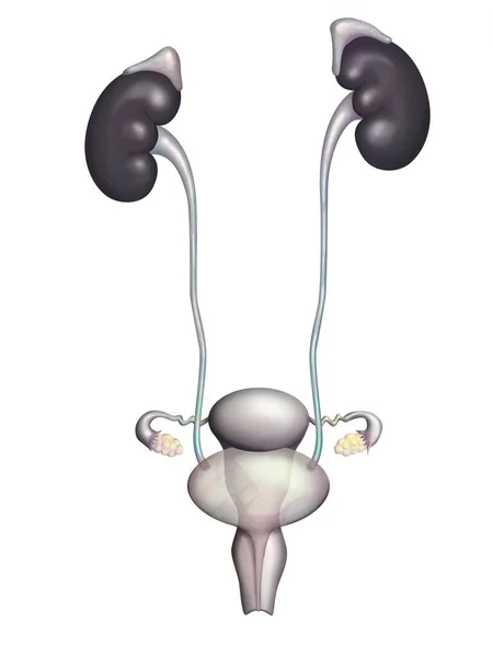 Drawing Anatomy Female Genito Urinary Tract — Photo