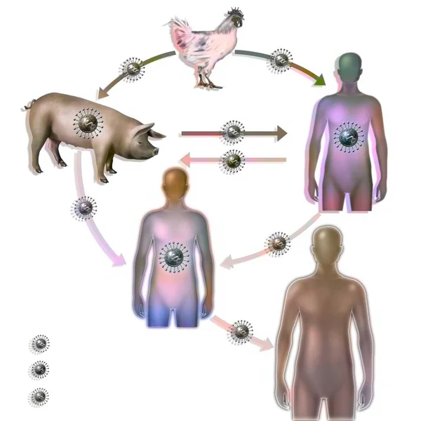 Recombination Avian Human Influenza Virus Resulting New Virus — Stockfoto