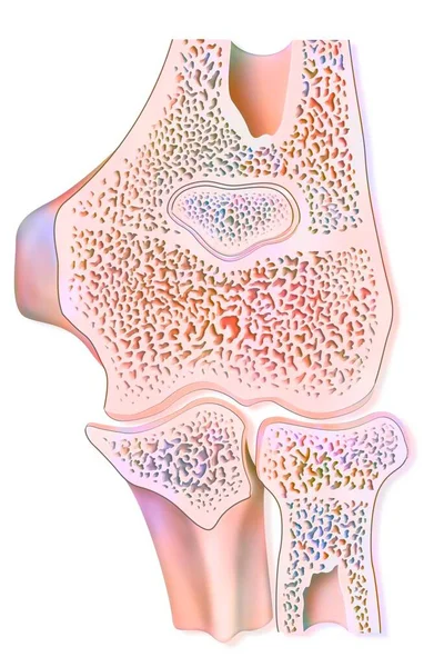 Healthy Elbow Joint Sagittal Section — 图库照片