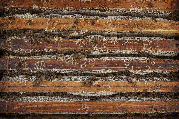 Interior Beehive Its Combs Bees Store Honey Pollen — Foto de Stock