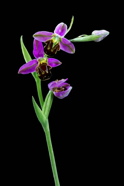 Orchidee Auf Schwarzem Hintergrund — Stockfoto