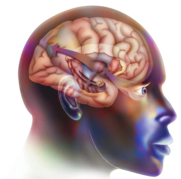 First Step Functioning Brain You Fall Love Thalamus Sends Information — Zdjęcie stockowe