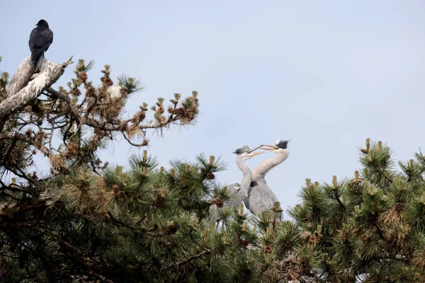 Gray Herons Park Paris Ile France France — Zdjęcie stockowe