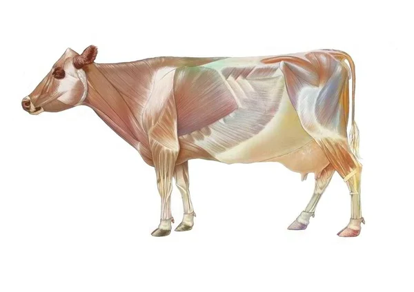 Cow Anatomy Its Muscular System — ストック写真