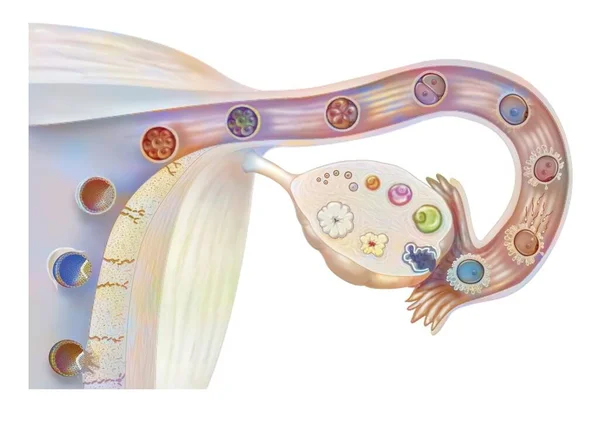 Female Genitalia Ovarian Cycle Ovulation Fertilization Embryo Segmentation Implantation — Stock Photo, Image