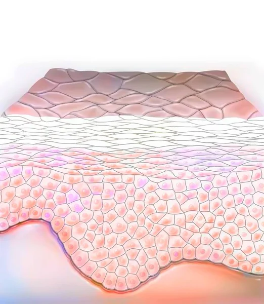 Section of skin with the layers of the epidermis.