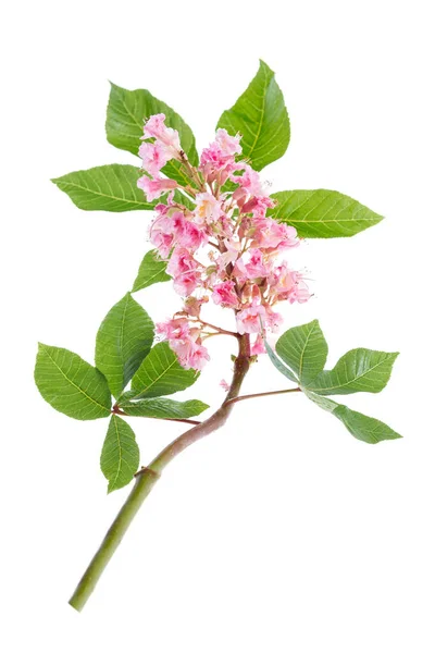 Vadgesztenye Vértes Fehér Rózsaszín Virágok — Stock Fotó