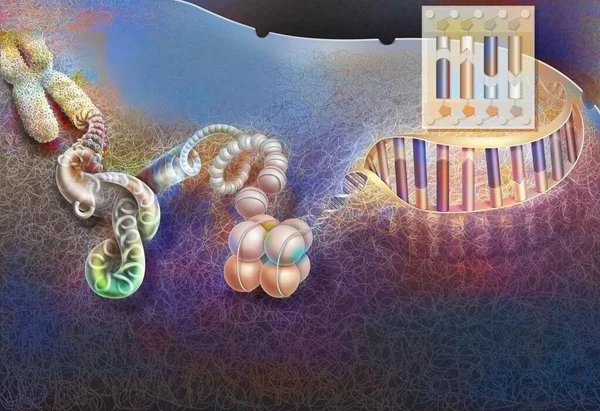 Unrolling of the chromosome down to the unrolled DNA to show its composition.